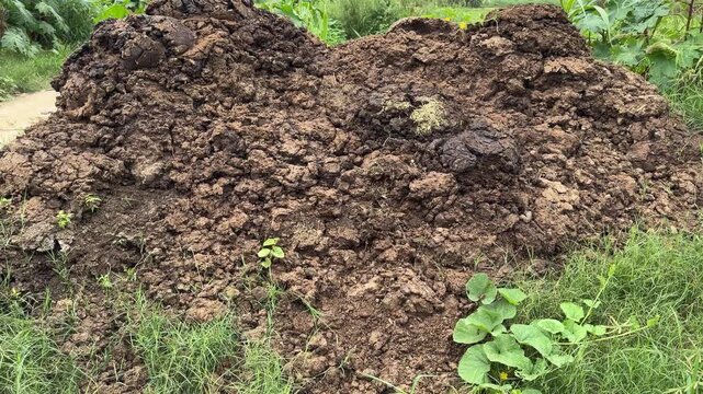 Indian village cow dung organic compost manure for the fields 4k video footage
