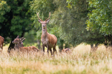 Red deer stands tall amid golden grasses © nicholasjermy