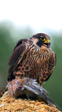 Peregrine falcon standing on a rock with its prey in a natural environment