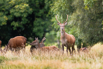 Red deer stands tall amid golden grasses © nicholasjermy