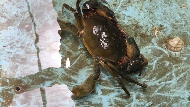 Mud crabs in aquaculture tank facility for seafood production and commercial farming.