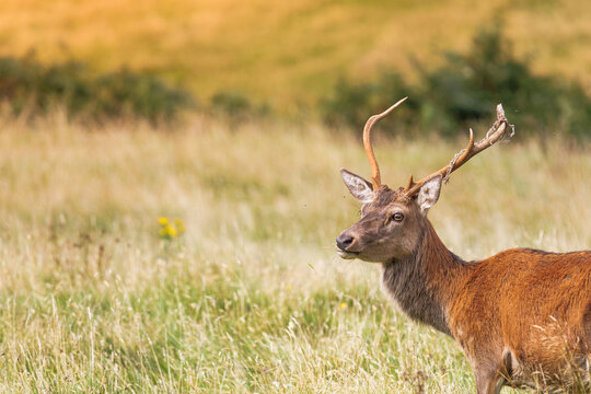 Close-up of a young red deer stag in a meadow