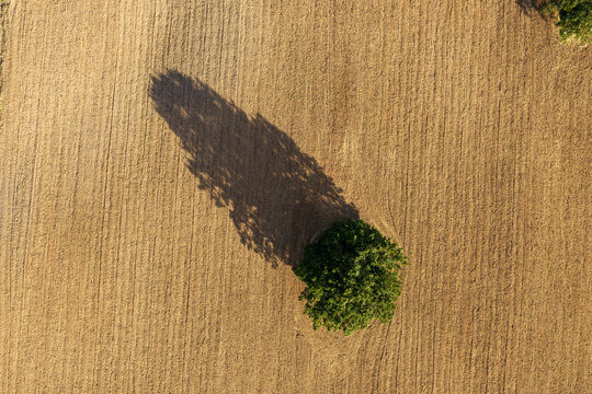 Aerial view of a single green tree standing in a vast harvested golden field casting a long shadow under the warm light in Ziezmariai, Kaunas County, Lithuania.