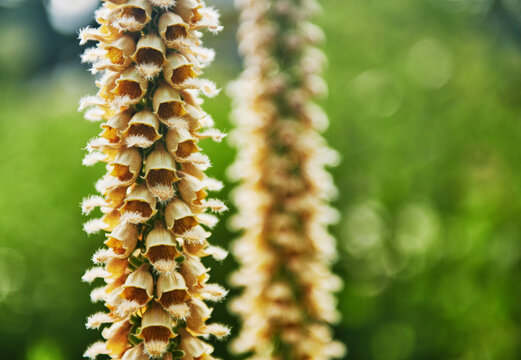 the copper-colored flower spike of a rusty foxglove (Digitalis ferruginea)