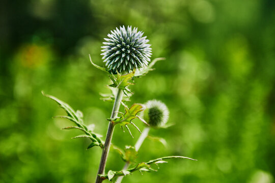 The spherical flower head of a globe thistle (genus Echinops)
