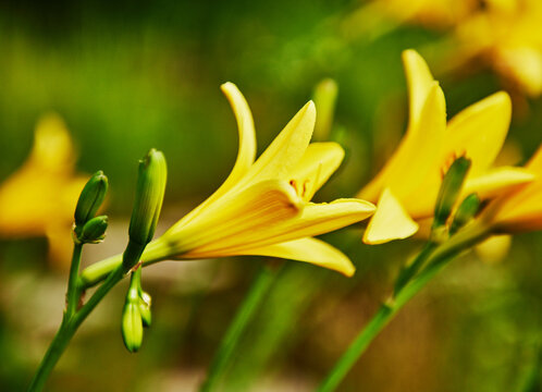 vibrant yellow daylily flowers (Hemerocallis) in bloom
