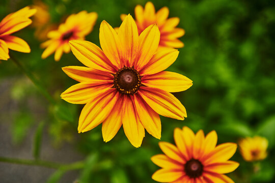 a Gloriosa Daisy (Rudbeckia hirta 'Gloriosa') flower, a popular cultivar of the black-eyed Susan