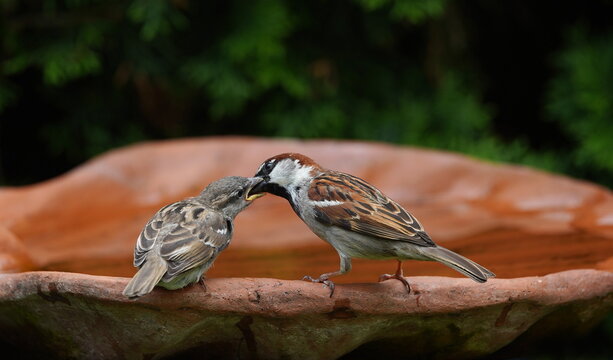 young sparrow being fed