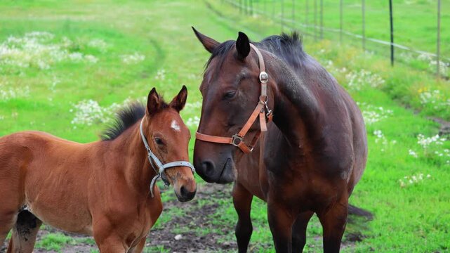 A black mare and a young foal standing peacefully and grazing in a bright green field.