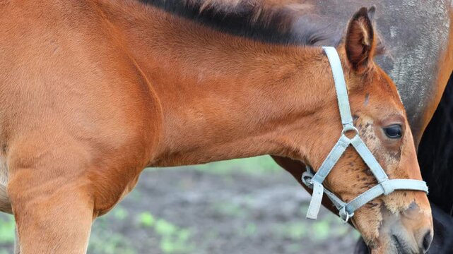 A black mare and a young foal standing peacefully and grazing in a bright green field. Slow-motion filming