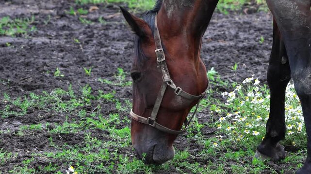 A black mare and a young foal standing peacefully and grazing in a bright green field. Slow-motion filming
