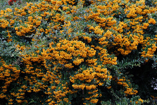 bright orange pyracantha berries on a bush