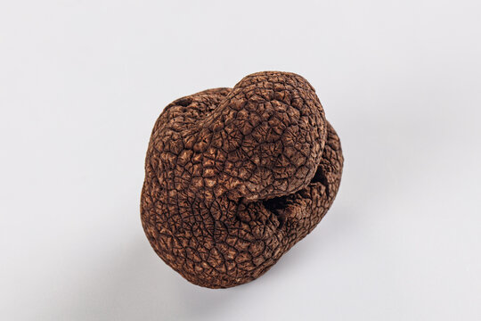 Dark brown truffle with deeply textured warty surface isolated on white background, close up studio shot with soft lighting