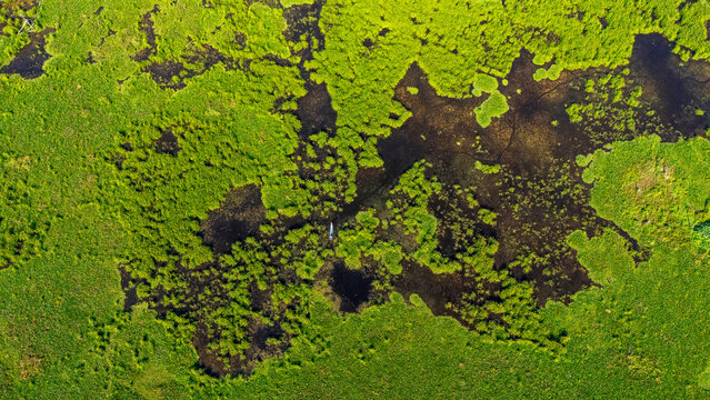 Aerial view of a small boat navigating through a lush green marshland with dark water pools Salatiga, Central Java, Indonesia.
