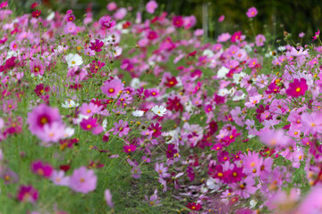 Obraz premium Scenic Landscape of Colorful Cosmos Flower Field Blooming in Full Bloom in Autumn