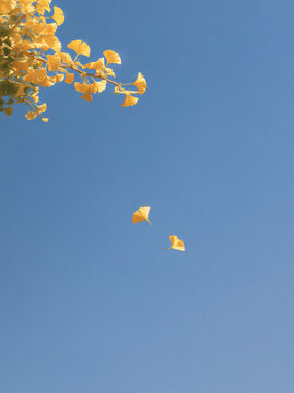 Yellow leaf blue sky minimal autumn nature copyspace serene yellow leaf blue sky minimal autumn nature background with falling