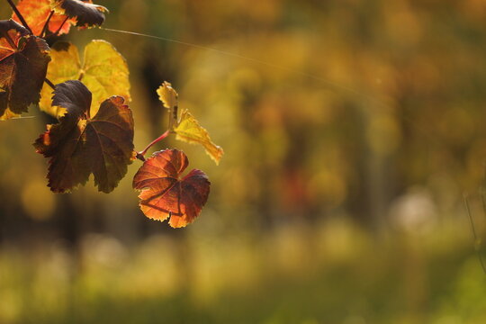foglie in un vigneto in autunno al tramonto