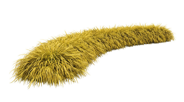 Curved golden dry grass lawn strip on transparent background, horizontal wild savannah steppe meadow turf with dried yellow fescue stalks. Botanical landscape provides realistic groundcover.