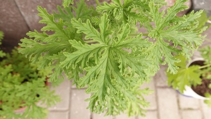 Zbliżenie z góry na intensywnie zielone, głęboko powcinane liście geranium. Roślina rośnie w doniczce ustawionej na jasnej kostce brukowej tarasu. © tomo81