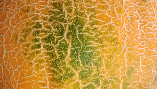 Natural cantaloupe rind macro background with intricate netted pattern and green orange colors 