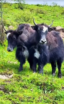 Twin yaks in the grass land