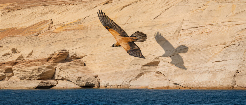Gypa&egrave;te barbu traversant un canyon de gr&egrave;s
