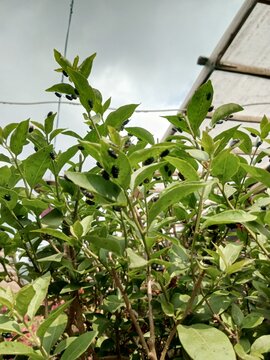 Swarm of flies infesting green leaves of a bougainvillea plant in a greenhouse