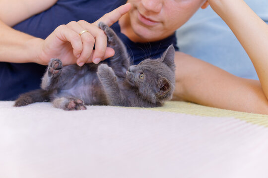 Playful kitten reaching paw toward woman's finger at home