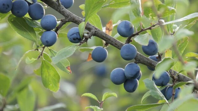 Prunes sauvages sur branche, en gros plan	