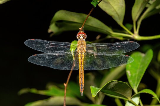 Wandering glider dragonfly (Pantala flavescens), also known as a globe skimmer or globe wanderer, perched on a twig, KwaZulu-Natal, South Africa