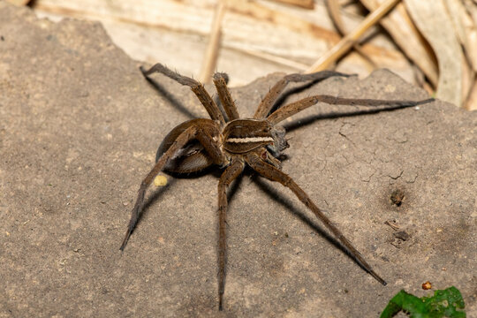A beautiful Massaja Nilus Fish-Eating Spider (Nilus massajae) at the edge of a coastal stream in Durban, KwaZulu-Natal, South Africa