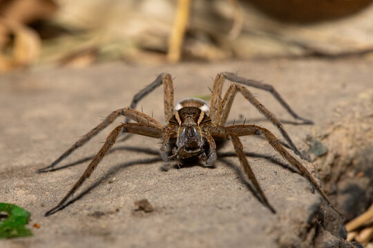 A beautiful Massaja Nilus Fish-Eating Spider (Nilus massajae) at the edge of a coastal stream in Durban, KwaZulu-Natal, South Africa