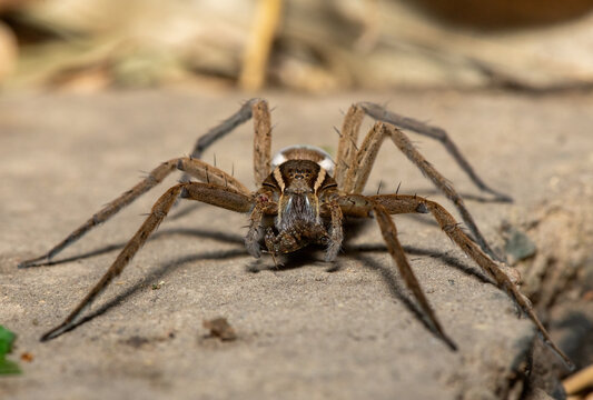 A beautiful Massaja Nilus Fish-Eating Spider (Nilus massajae) at the edge of a coastal stream in Durban, KwaZulu-Natal, South Africa