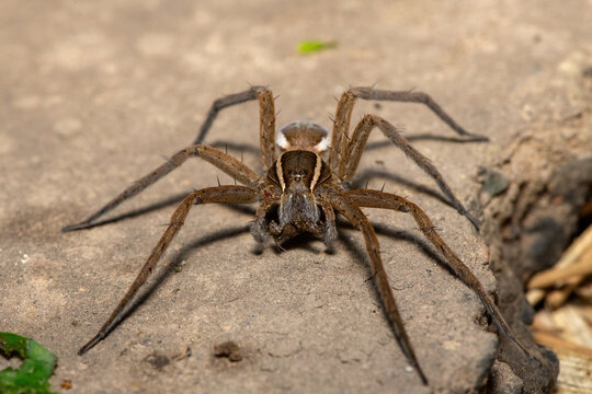 A beautiful Massaja Nilus Fish-Eating Spider (Nilus massajae) at the edge of a coastal stream in Durban, KwaZulu-Natal, South Africa