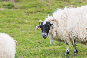 Obraz premium Black-faced sheep stands on green pasture