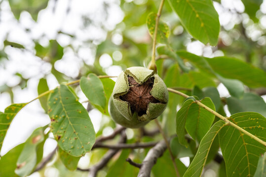 Close-up of a fresh green walnut cracking open on a tree branch surrounded by vibrant leaves