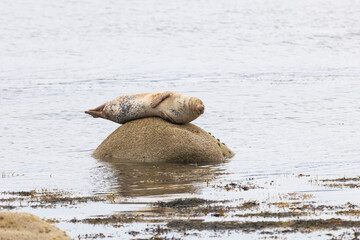 Seal rests atop a wet, solitary rock in shallow waters © nicholasjermy