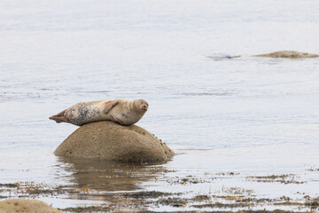 Seal rests peacefully on a wet rock © nicholasjermy
