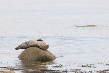 Gray seal rests peacefully on a wet rock © nicholasjermy