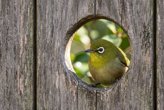 A small Japanese white-eye bird peeking through a circular hole in a weathered wooden garden fence