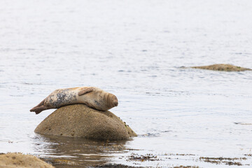 Seal rests peacefully on a wet rock near calm water © nicholasjermy