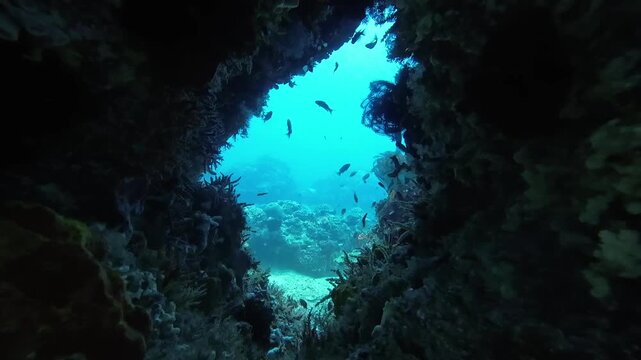 A dark coral cave opening into bright blue water. Silhouettes of fish swim through the sunlit gap framed by shadowy reef walls.