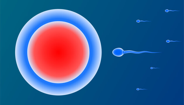 Fertilization Process of Egg and Sperm Cell