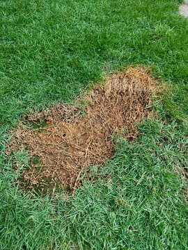 Dead brown patch of Zoysia grass on green lawn showing turf disease caused by Rhizoctonia solani fungus for lawn care and fungicide concept