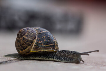 Snail crawling slowly on ground surface © veronica