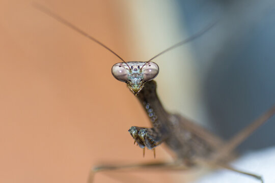 Detailed Macro Shot of a Praying Mantis Head with Large Compound Eyes