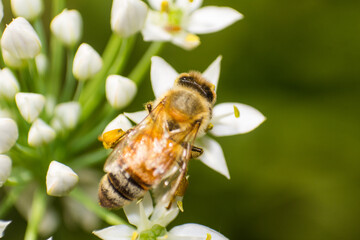 European Honey Bee Collecting Bright Yellow Pollen from Small White Flowers © yashis007