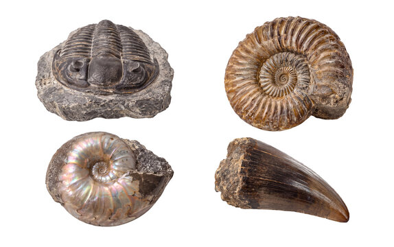 Prehistoric Fossils and Ammonites Isolated on Transparent Background for Paleontology, Geology, Natural History, and Educational Design