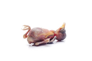 Newborn Baby Bird Lying Down Isolated on White Background © Hidayat Kai