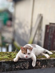 cat on the window © Sanim 